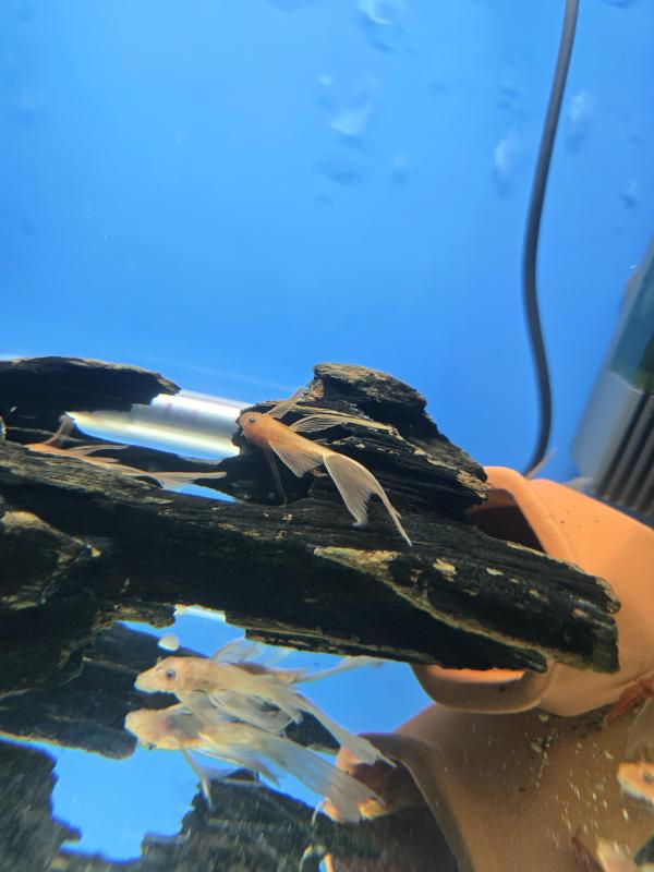 SUPER RED LONGFIN & SHORTFIN