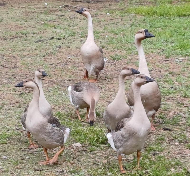 Chinese Geese youngsters