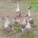 Chinese Geese youngsters