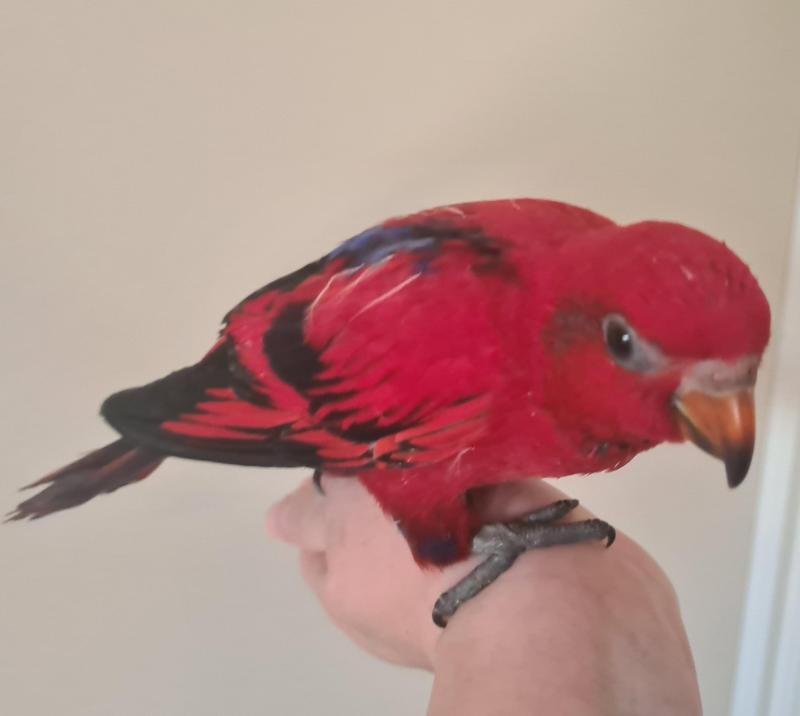 Handraised Female Red Moluccan Lory