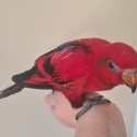 Handraised Female Red Moluccan Lory