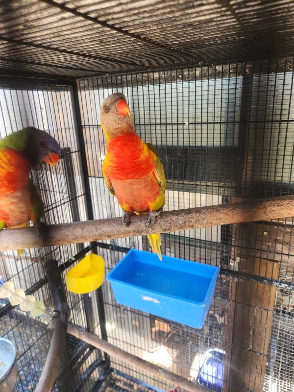 Lorikeets