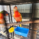 Lorikeets