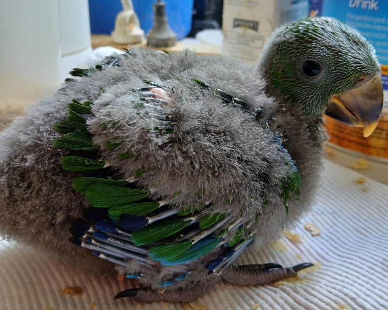 Baby Eclectus parrots and Black Capped Lorries