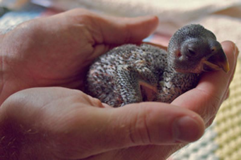 Baby eckky chicks 3 weeks old