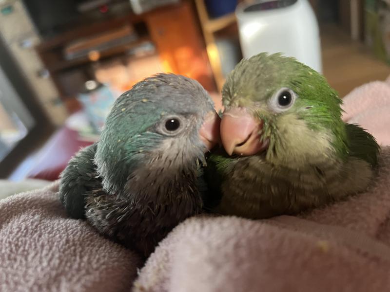 Baby Hand Raised Quakers Blue and Greens