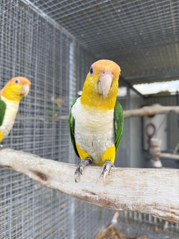White bellied caiques