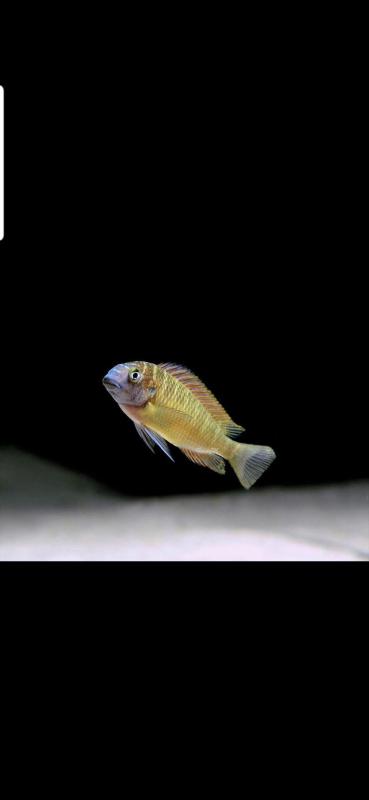 Tropheus kasanga red rainbow