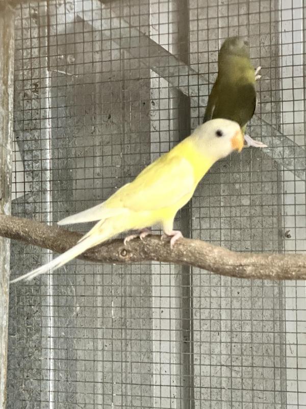 Blue Mallees, Blue Caiques, Lutino Superbs, Redcaps