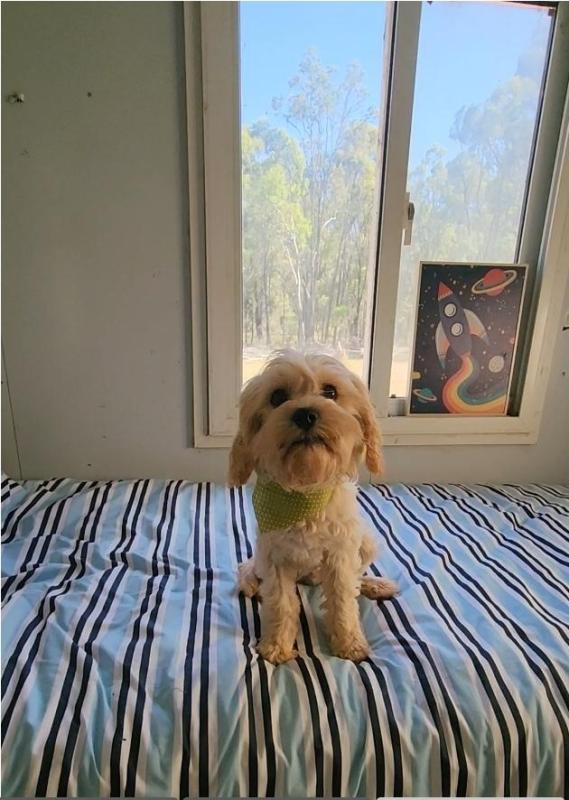 Cabvachon desexed 5mth old males