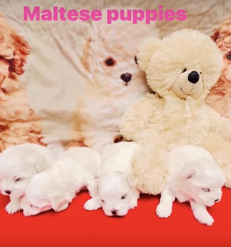 Maltese puppies 3 Females