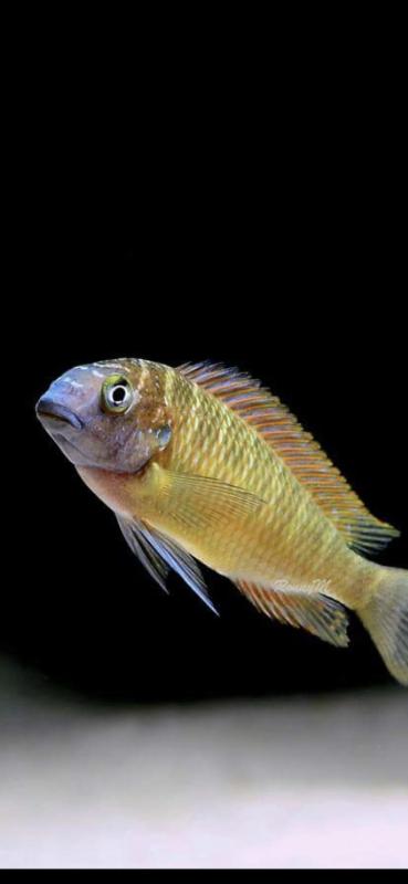Tropheus kasanga SOLD