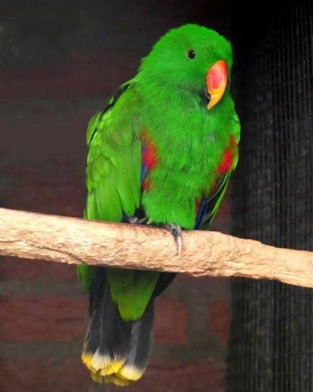 Wanted Eclectus Vosmaeri Male Baby