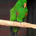 Wanted Eclectus Vosmaeri Male Baby