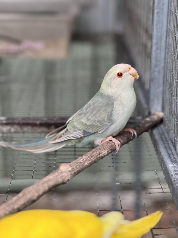 Fallow Blue Kakariki mutations