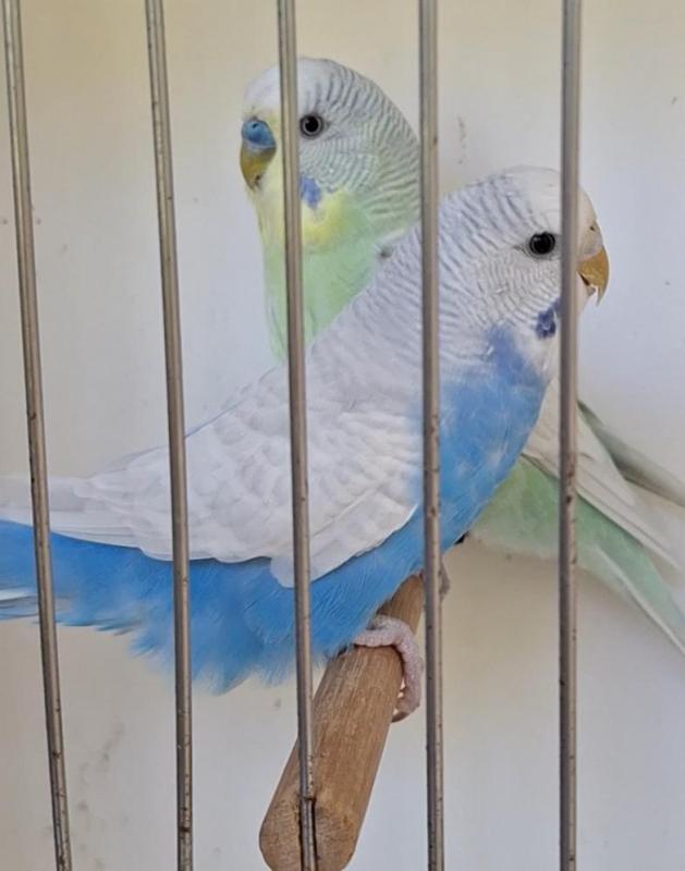 Clearwing & Clearwing Whitecap pairs