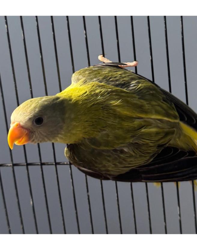 Mutation plumhead grey green opaline