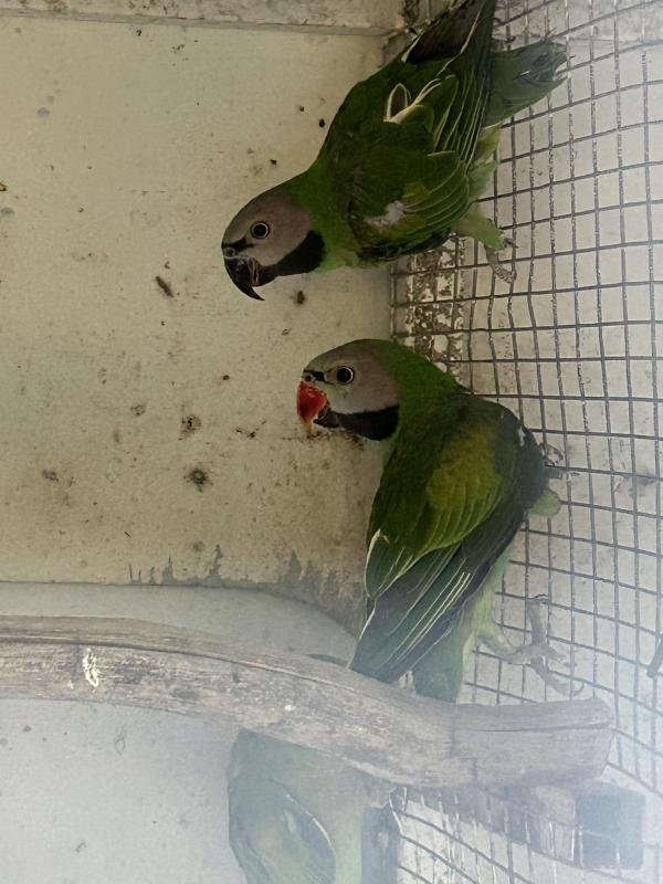 2024 pr Moustache parrots