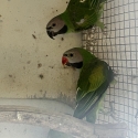 2024 pr Moustache parrots