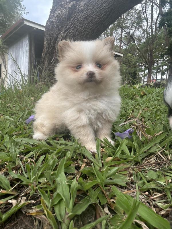Female Pomeranian ready next weekend