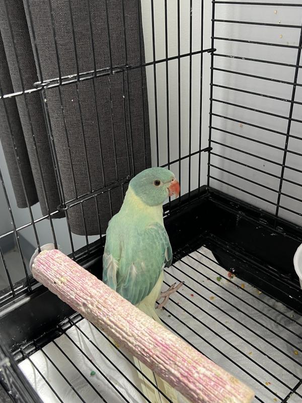 Female ringneck