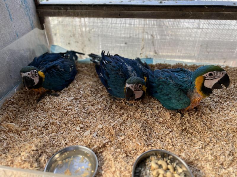 Blue and Glod Macaws babys