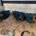 Blue and Glod Macaws babys