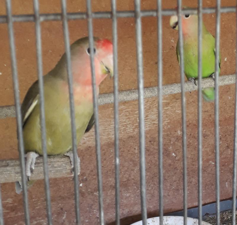 Breeding pairs Peach face