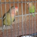 Breeding pairs Peach face
