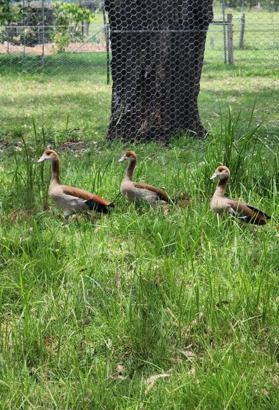 Egyptian Geese