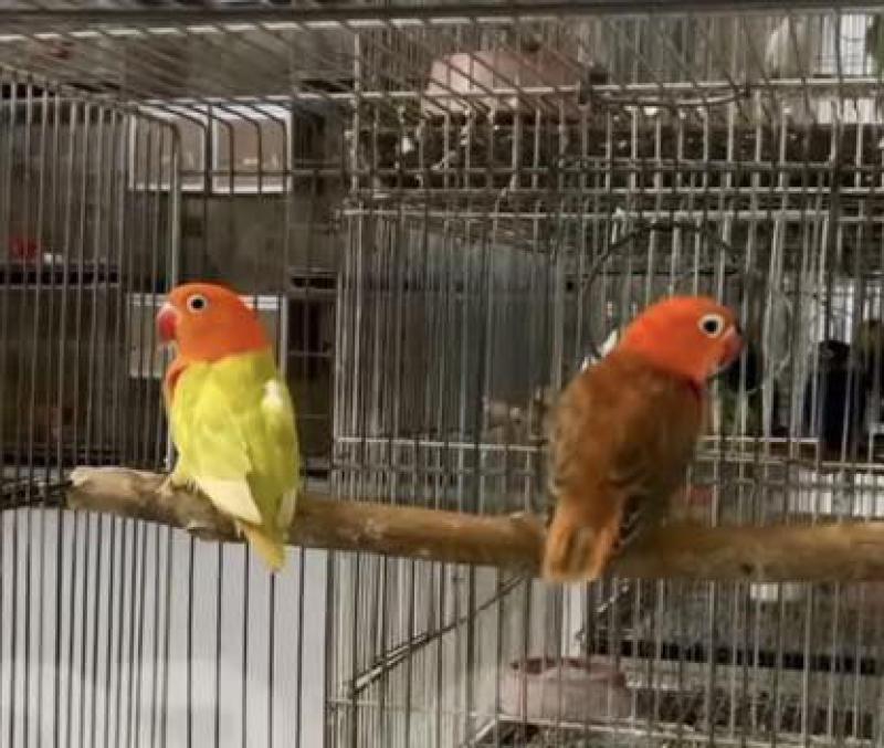 peach face from $30 each