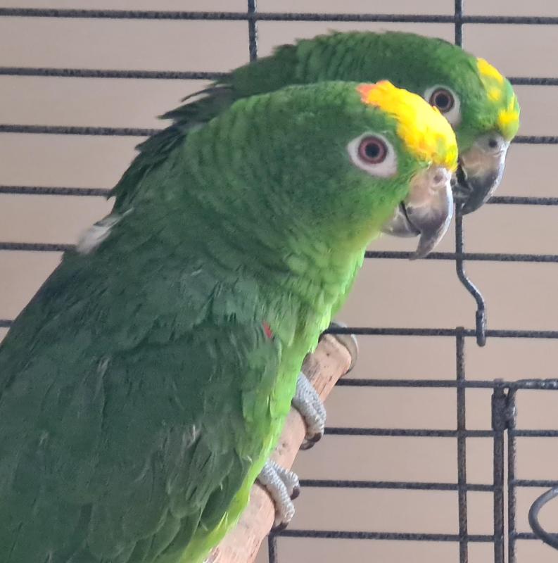 Young Unrelated Pair of Yellow-Crowned Amazons