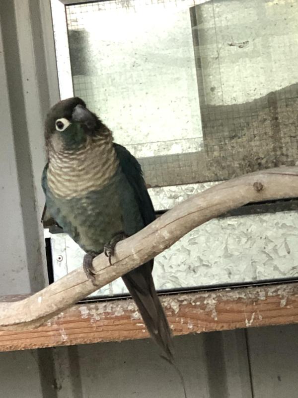 DFVT Green Cheek Conure