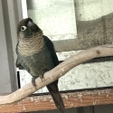 DFVT Green Cheek Conure