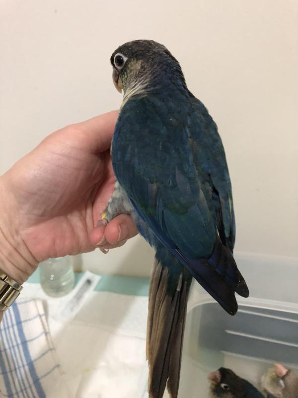 Hand Reared DFV Conures