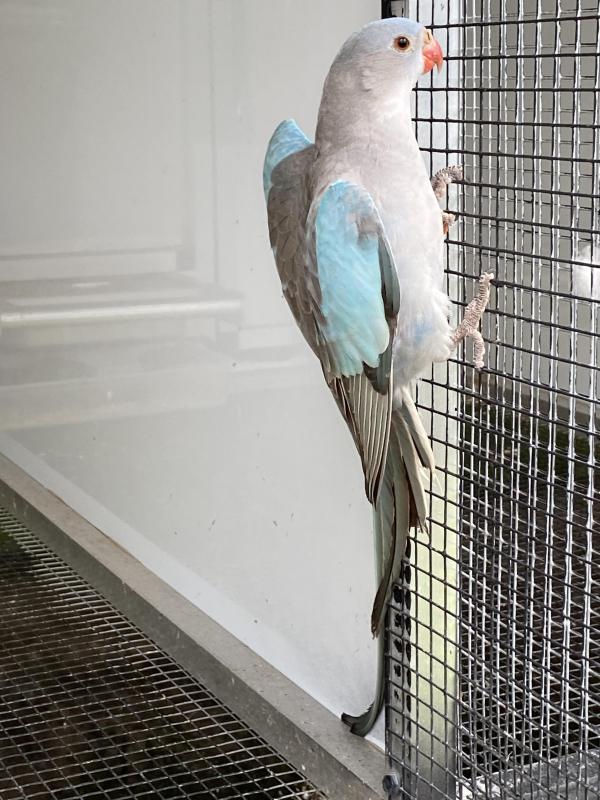 MUTATION PRINCESS PARROTS