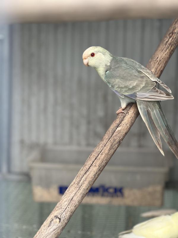 Fallow Blue Kakariki mutations special this weekend pair of splits $600