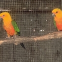 Jenday Conure pair