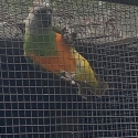 Senegal Parrot Br Pair & Spare mature cock