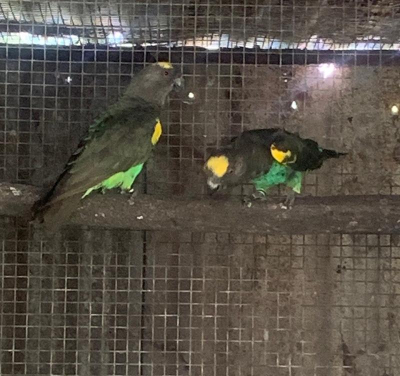 Meyers Parrot Breeding Pair