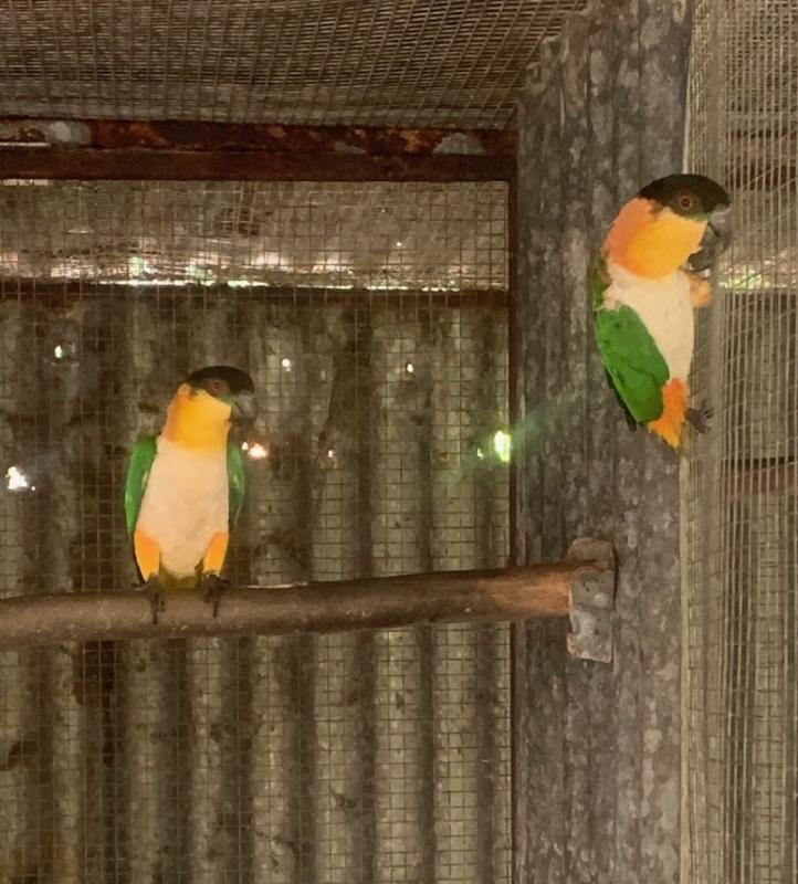 Black Headed Caique pairs