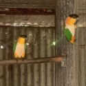 Black Headed Caique pairs