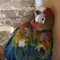 Super Rare Tropicana baby macaw