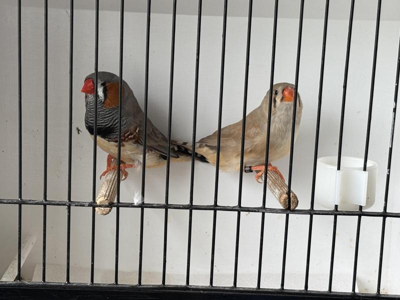 Show Zebra finches
