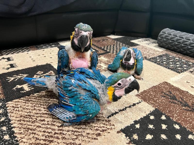 Blue and Glod Macaws babys