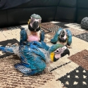Blue and Glod Macaws babys