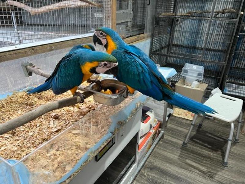 blue and Gold macaws babies