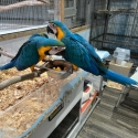 blue and Gold macaws babies