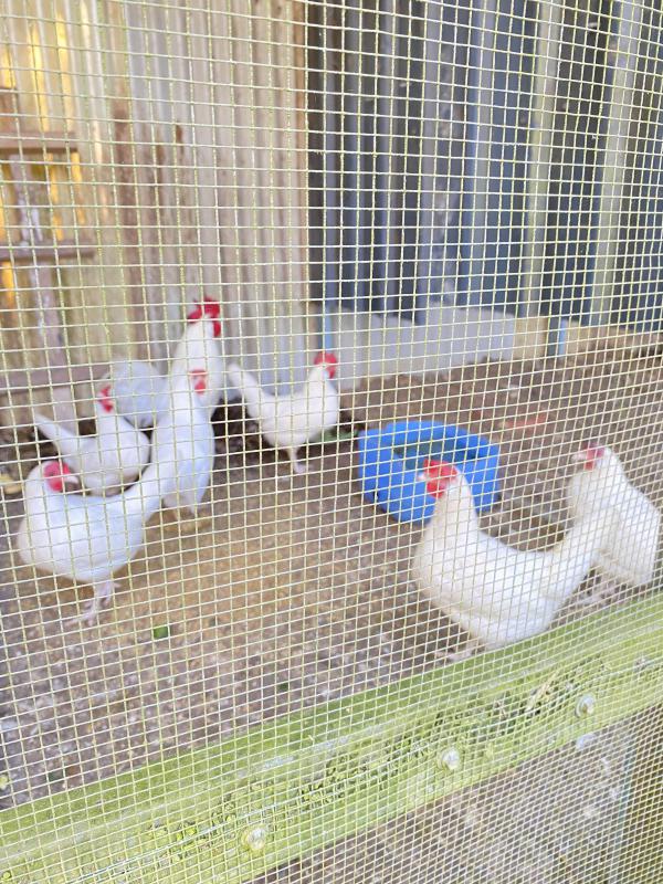 2 Leghorn roosters and 6 hens