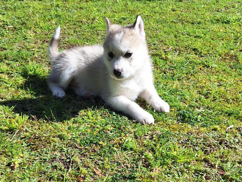 Siberian Husky Puppies